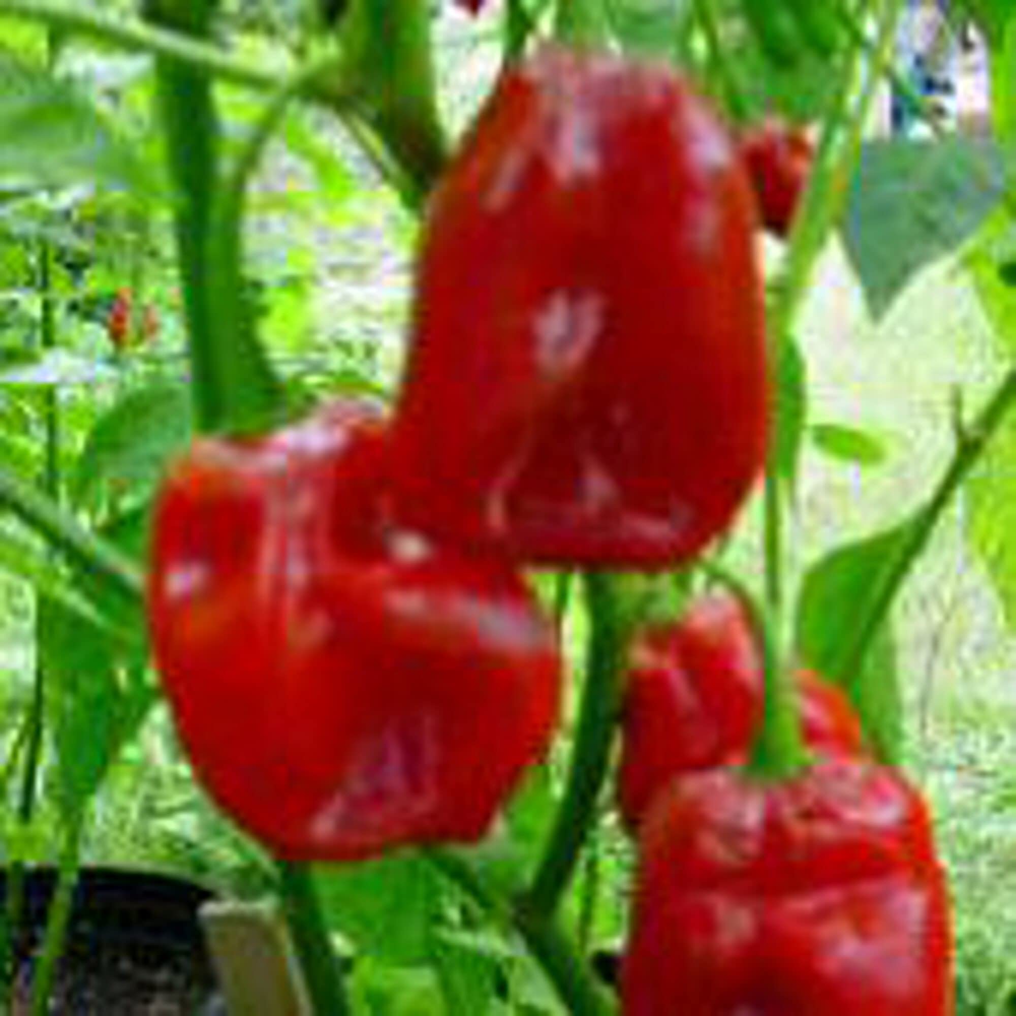 Habanero Red Savina hot pepper seeds growing into fiery red chili peppers with wrinkled skin and intense heat